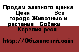 Продам элитного щенка › Цена ­ 30 000 - Все города Животные и растения » Собаки   . Карелия респ.